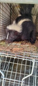 Animal Removal Danbury